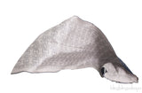 Reversible H Print Shawl
